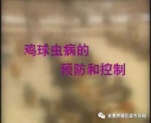 夏季球蟲到底該怎么預(yù)防治療？都在這里！