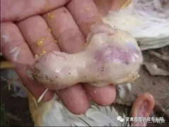 肉雞最頭疼的還是腺肌胃炎，到底該怎么解決？